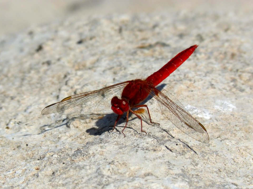 Insect, Dragonfly, Invertebrate, Dragonflies And Damseflies