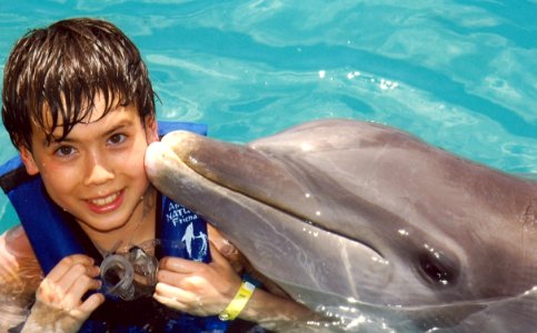 Dolphin, Marine Mammal, Common Bottlenose Dolphin, Mammal