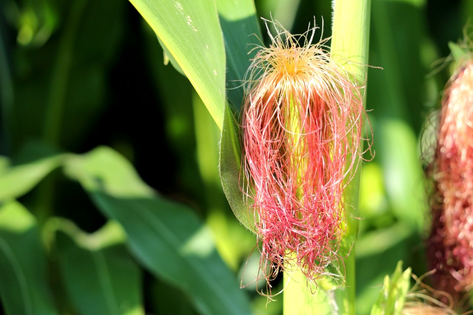 Vegetation, Flora, Close Up, Commodity