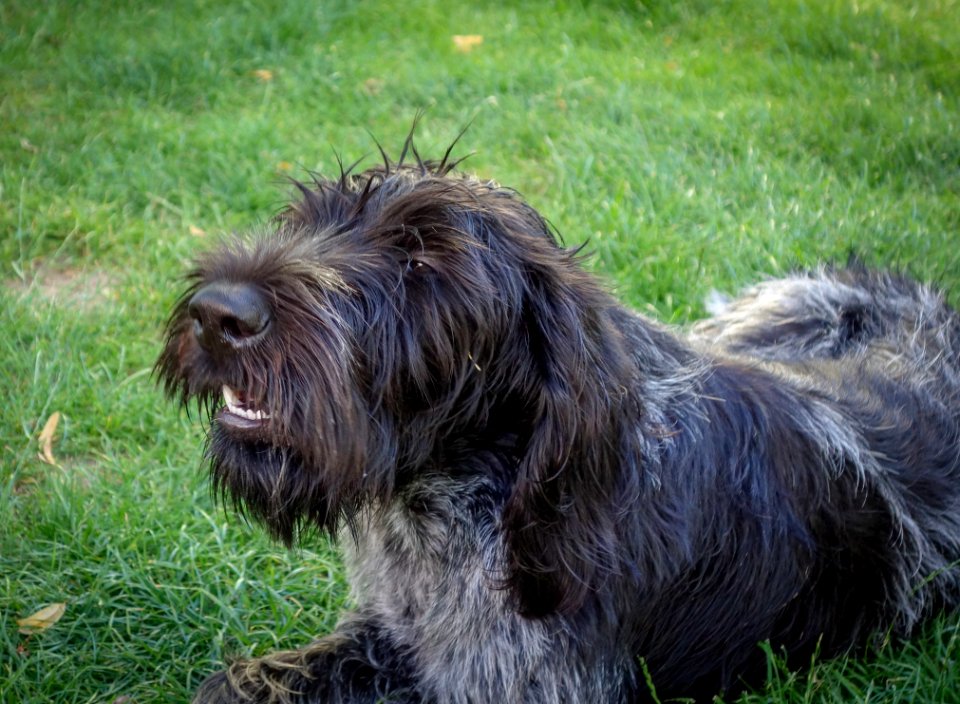 Dog Like Mammal, Dog, Dog Breed, Terrier