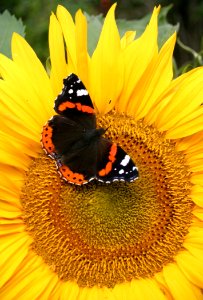 Sunflower, Flower, Invertebrate, Brush Footed Butterfly