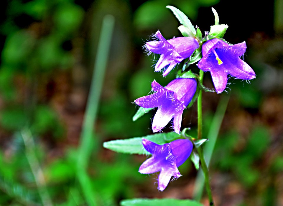 Flora, Plant, Flower, Bellflower Family