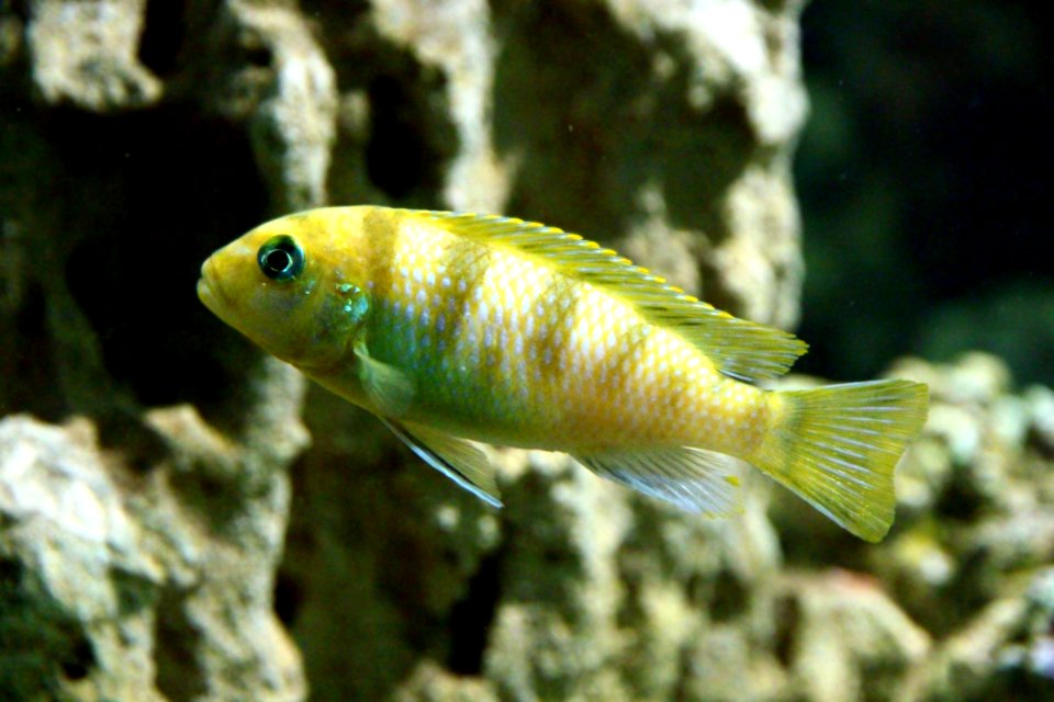 Fauna, Marine Biology, Organism, Fish