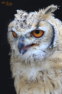 Bubo bubo owl bird photo