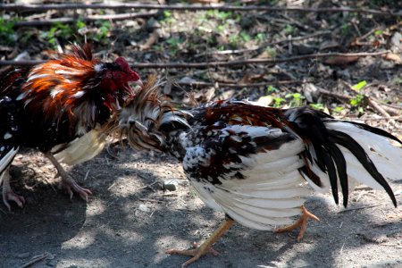 Chicken, Bird, Galliformes, Rooster photo