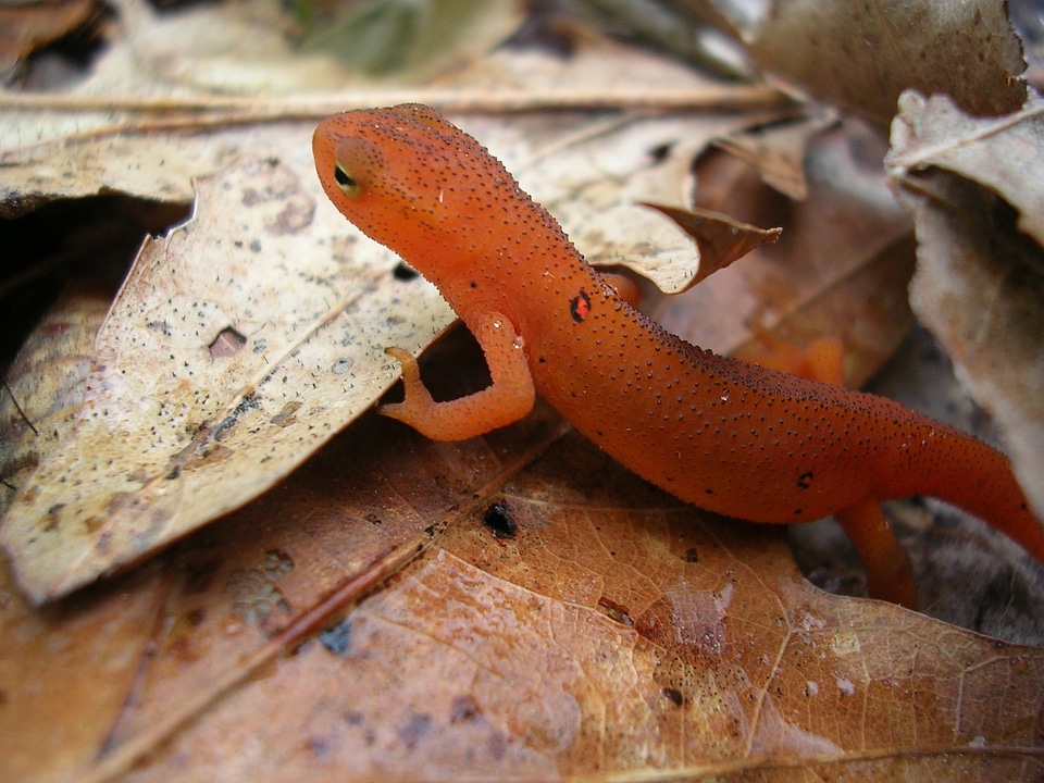 Wildlife amphibian lizard