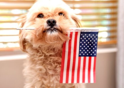 Dog, Dog Breed, Dog Like Mammal, Snout