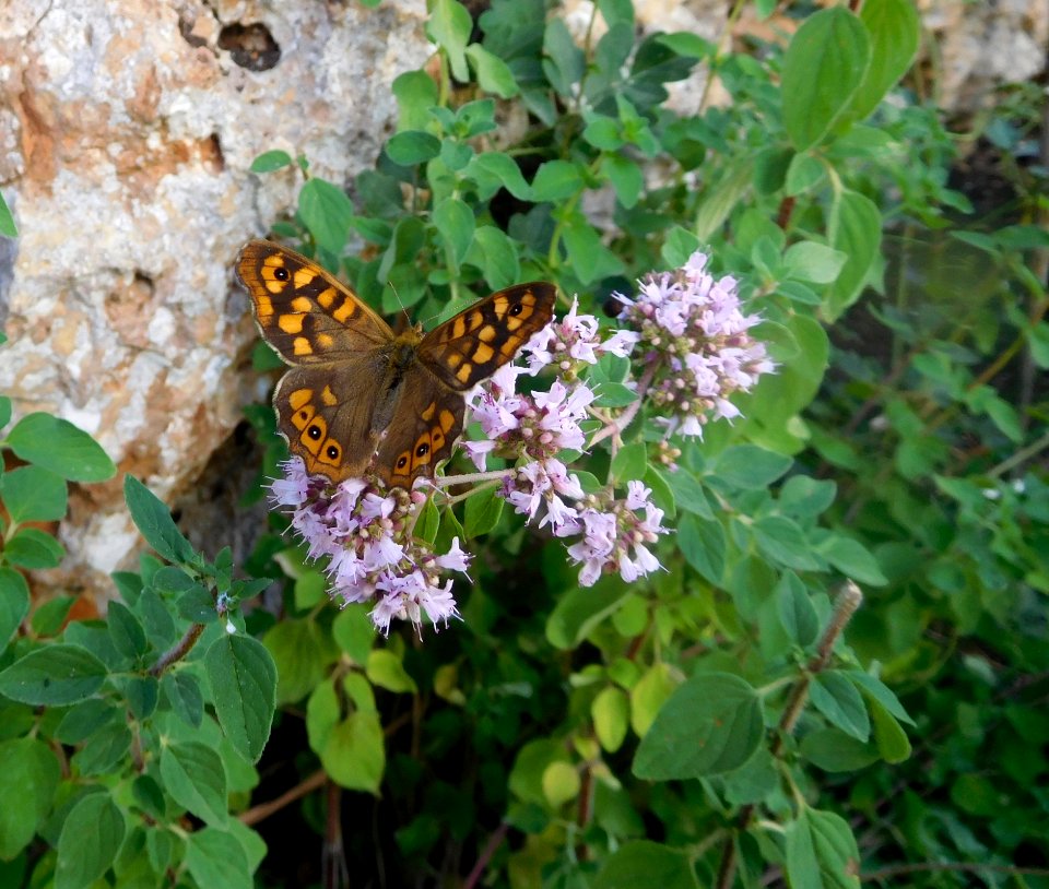Butterfly, Lilac, Moths And Butterflies, Brush Footed Butterfly