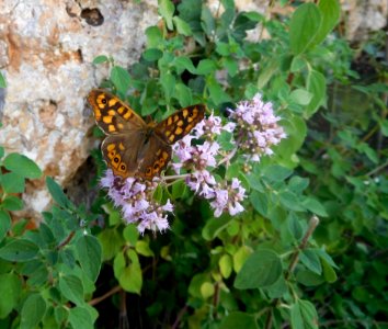 Butterfly, Lilac, Moths And Butterflies, Brush Footed Butterfly