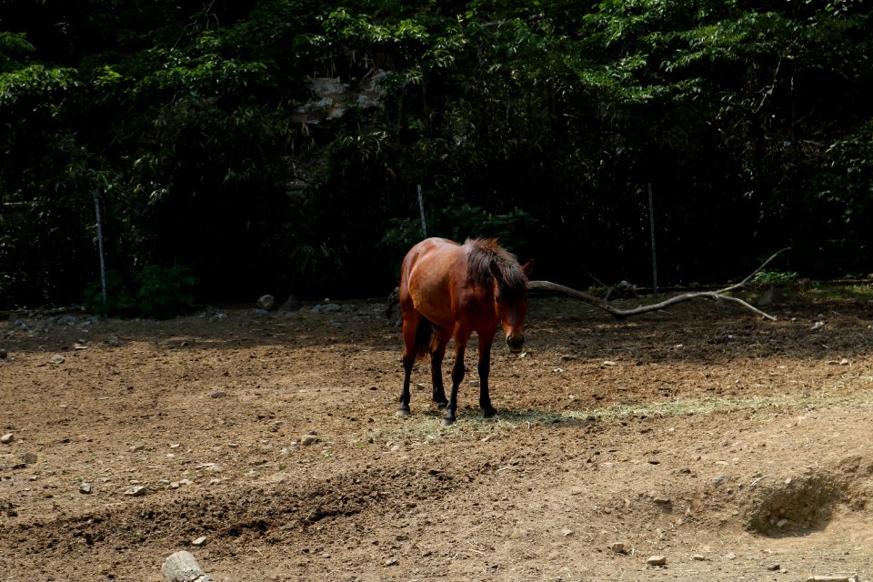 Horse, Horse Like Mammal, Fauna, Pasture