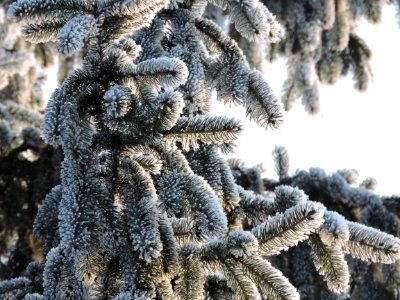 Tree, Winter, Frost, Spruce photo