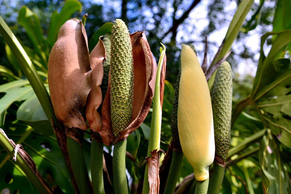 Plant, Flora, Leaf, Zaminkand
