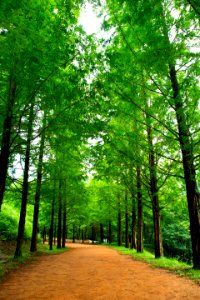 Nature, Green, Tree, Ecosystem