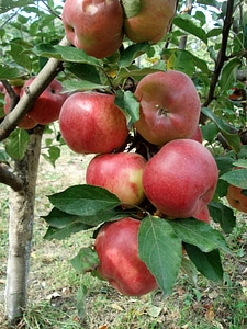 Fruit agriculture harvest