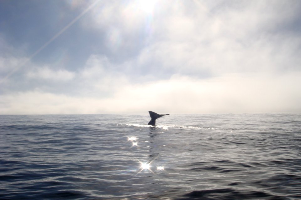 Ocean, Marine Mammal, Horizon, Sea