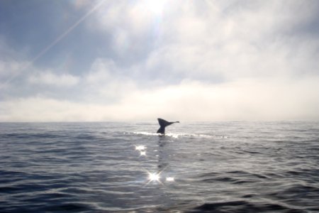 Ocean, Marine Mammal, Horizon, Sea photo
