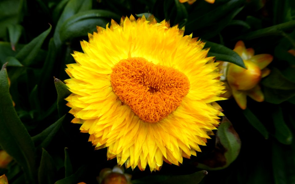 Flower, Yellow, Flora, Pollen