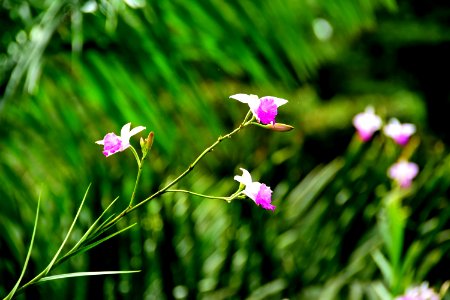 Flower, Plant, Flora, Wildflower photo