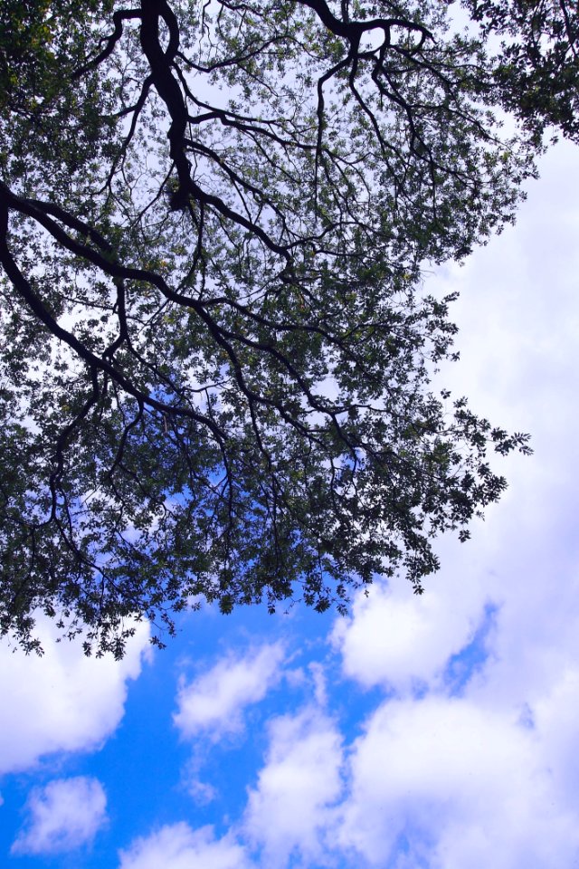 Sky, Tree, Branch, Cloud
