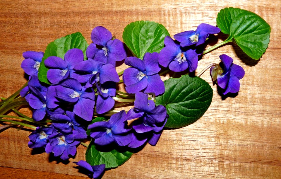 Blue, Flower, Violet, Plant