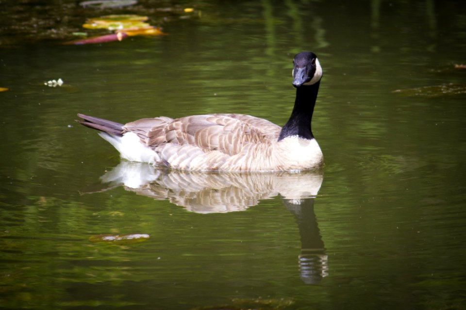 Bird, Water, Water Bird, Reflection