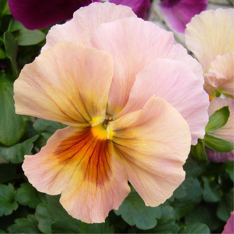 Close-up macro pale pink