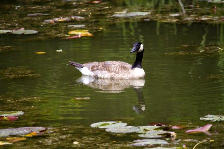 Bird, Water, Waterway, Duck photo