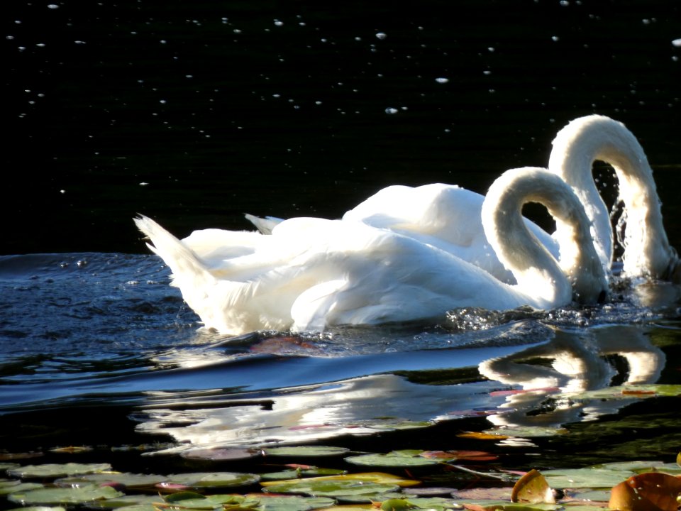 Swan, Water Bird, Bird, Water