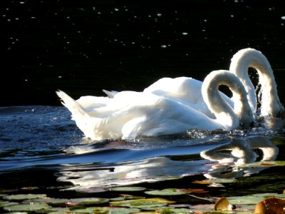 Swan, Water Bird, Bird, Water