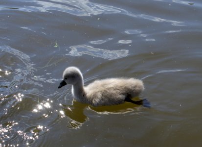 Bird, Water Bird, Swan, Ducks Geese And Swans
