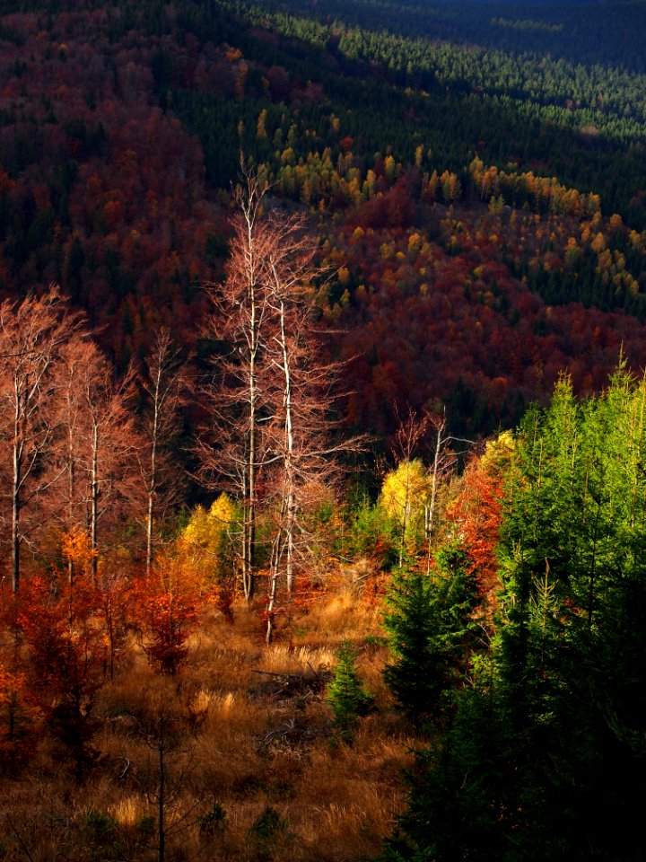 Nature, Ecosystem, Leaf, Temperate Broadleaf And Mixed Forest photo