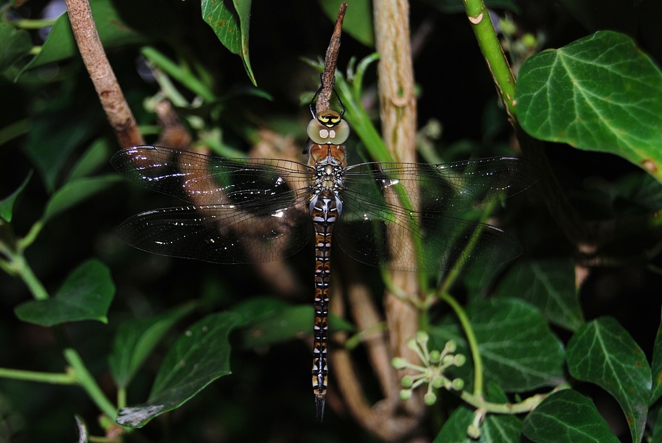 Insect macro wildlife