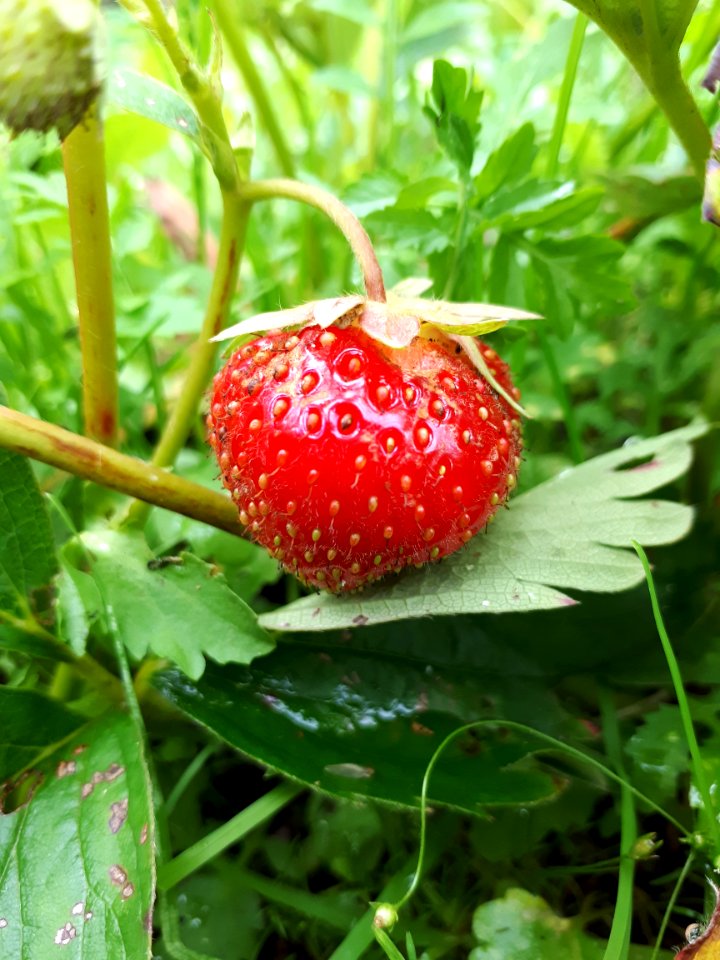 Natural Foods, Strawberries, Strawberry, Fruit