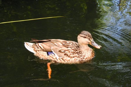 Bird, Duck, Mallard, Water