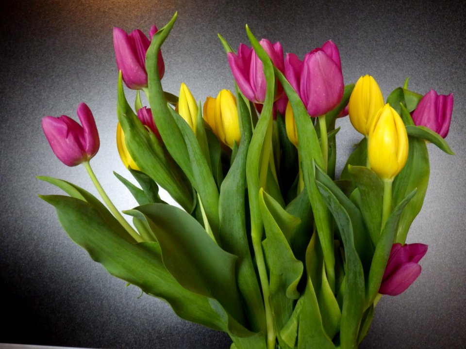 Flower, Flowering Plant, Tulip, Plant