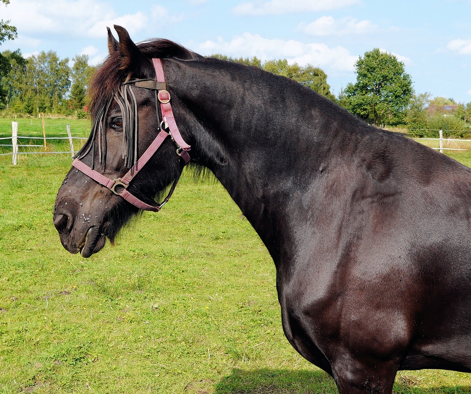 Nature mane pasture