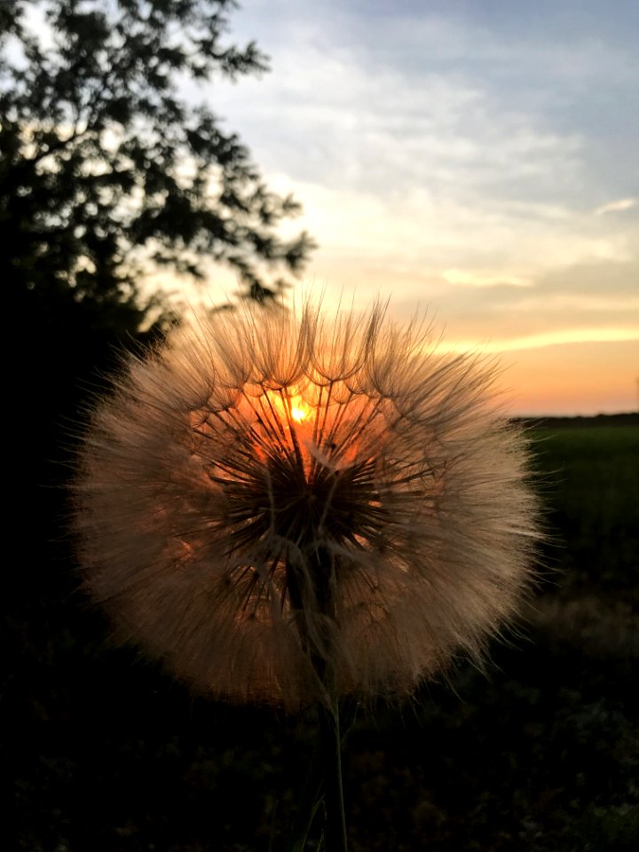 Sky, Flower, Dandelion, Flora
