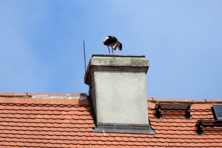 Sky, Roof, Wall, Bird