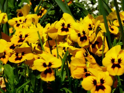 Flower, Yellow, Flora, Plant photo