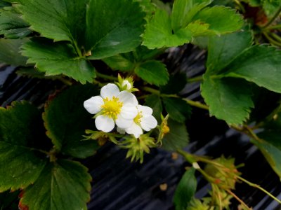 Plant, Flora, Flower, Wildflower