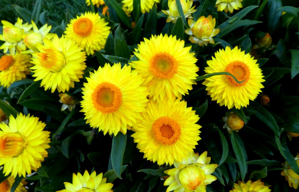 Flower, Yellow, Plant, Daisy Family