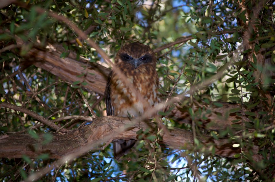 Fauna, Ecosystem, Bird, Tree