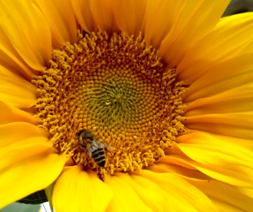 Flower, Sunflower, Yellow, Honey Bee photo