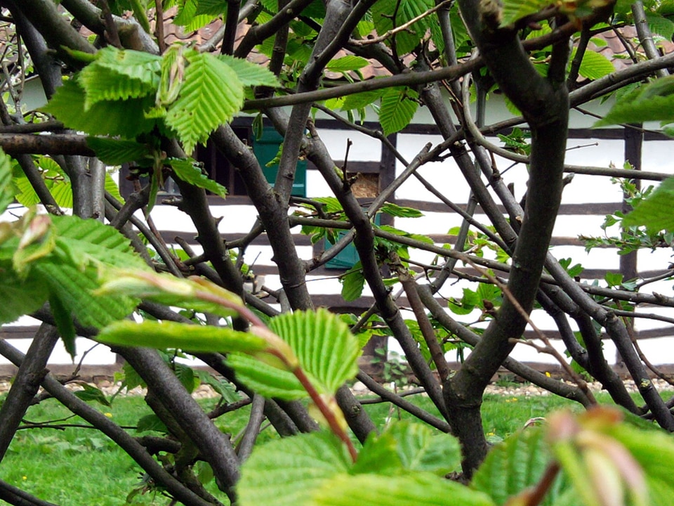 Green hedge plant