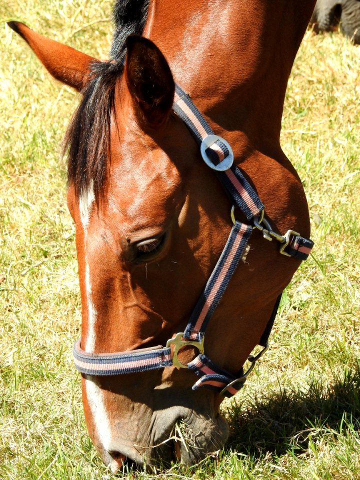 Bridle, Halter, Horse Tack, Horse Harness