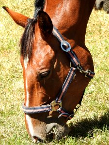 Bridle, Halter, Horse Tack, Horse Harness