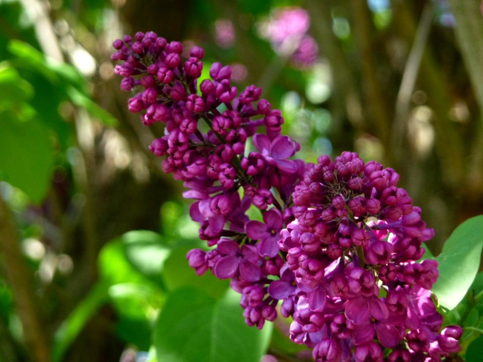 Flower, Purple, Plant, Lilac