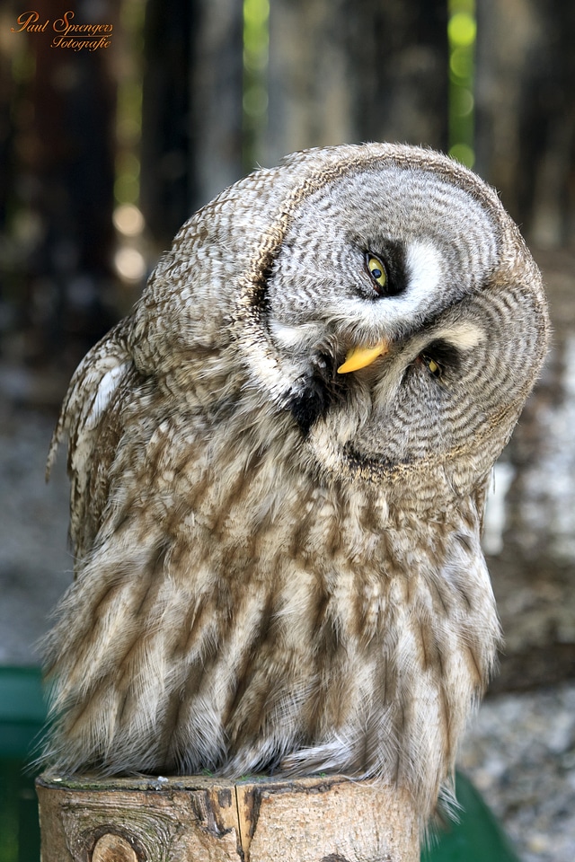 Lapland owl owl animal