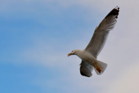 Bird, Gull, Sky, Seabird photo