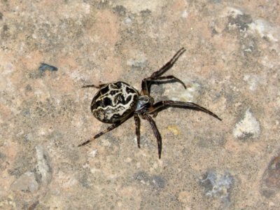 Spider, Arachnid, Invertebrate, Araneus